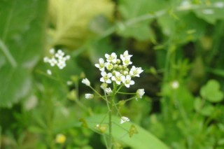 荠菜开花是什么样子,第3图