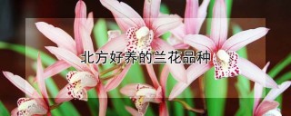 北方好养的兰花品种,第1图