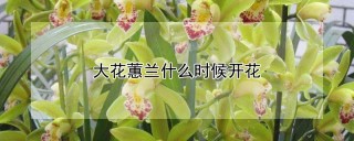 大花蕙兰什么时候开花,第1图