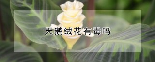 天鹅绒花有毒吗,第1图