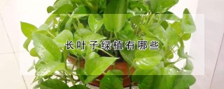 长叶子绿植有哪些,第1图