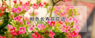 粉色长寿花花语,第1图