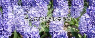 什么花花语是蜕变重生,第1图