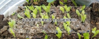 火龙果籽种出来的苗,长大后能结果吗?,第1图