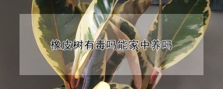 橡皮树有毒吗能家中养吗,第1图