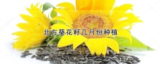 北方葵花籽几月份种植,第1图