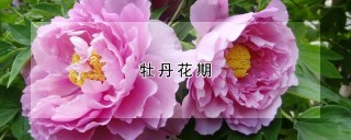 牡丹花期,第1图