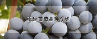 夏黑葡萄品种介绍,第1图