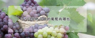 5月早熟品种的葡萄有哪些,第1图