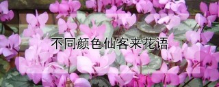 不同颜色仙客来花语,第1图