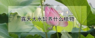 露天大水缸养什么植物,第1图