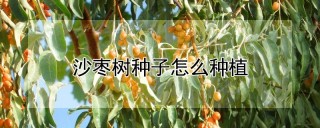 沙枣树种子怎么种植,第1图