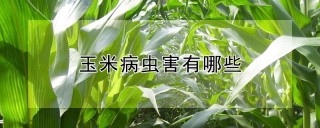 玉米病虫害有哪些,第1图