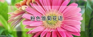 粉色雏菊花语,第1图