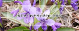 紫花地丁的养殖方法和注意事项,第1图