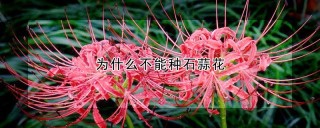 为什么不能种石蒜花,第1图