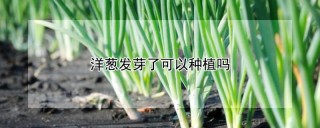 洋葱发芽了可以种植吗,第1图