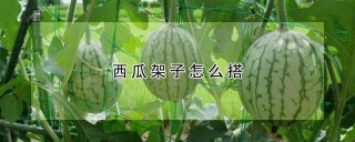 西瓜架子怎么搭,第1图