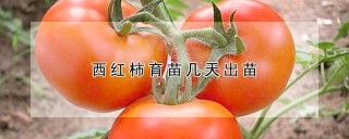 西红柿育苗几天出苗,第1图