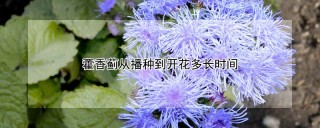 藿香蓟从播种到开花多长时间,第1图