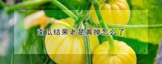 南瓜结果老是黄掉怎么了,第1图