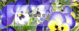 蝴蝶花花语,第1图