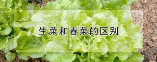 生菜和春菜的区别,第1图