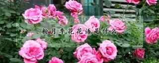 粉月季花花语是什么,第1图