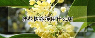 桂花树嫁接用什么树,第1图