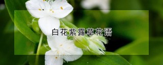 白花紫露草花语,第1图