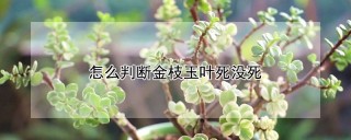 怎么判断金枝玉叶死没死,第1图