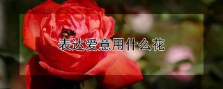 表达爱意用什么花,第1图