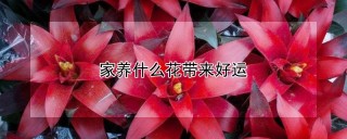 家养什么花带来好运,第1图