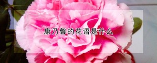 康乃馨的花语是什么,第1图