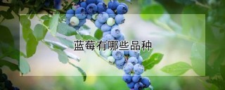 蓝莓有哪些品种,第1图