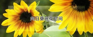 向日葵开花时间,第1图