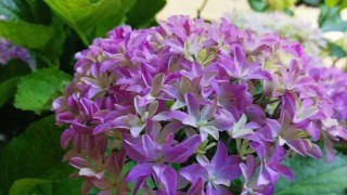 紫绣球花语,第1图