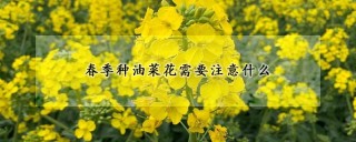 春季种油菜花需要注意什么,第1图