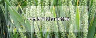 小麦拔节期如何管理,第1图