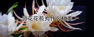 昙花花苞为什么枯萎,第1图