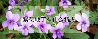 紫花地丁有什么特点,第1图