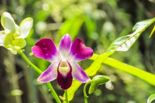 兰花多长时间浇一次水，按照季节变化调整,第1图