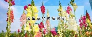 金鱼草的种植时间,第1图