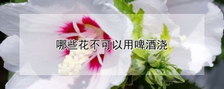 哪些花不可以用啤酒浇,第1图