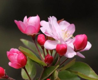 盆栽海棠花的种类，盘点最令人赏心悦目六大种类,第4图