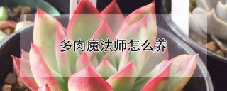 多肉魔法师怎么养,第1图