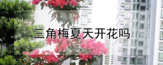 三角梅夏天开花吗,第1图