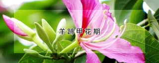 羊蹄甲花期,第1图