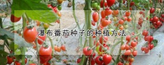 瀑布番茄种子的种植方法,第1图