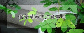 含羞草养护注意事项,第1图